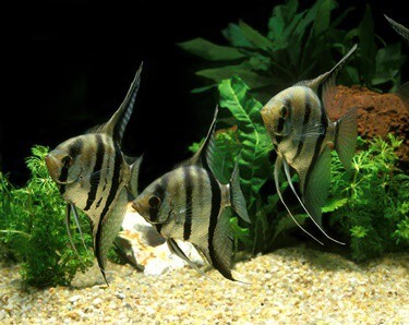 adding angelfish to a community tank