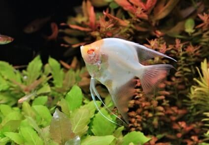 albino angelfish