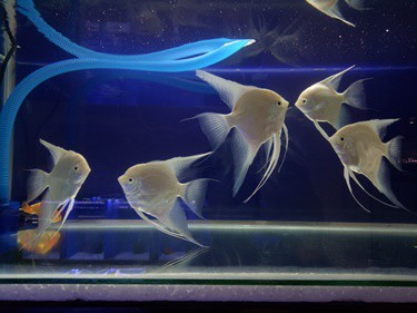 angelfish ammonia levels