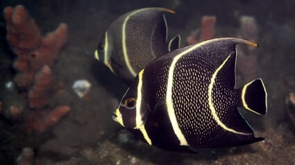 angelfish attacking other angelfish