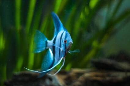 angelfish behavior adaptations