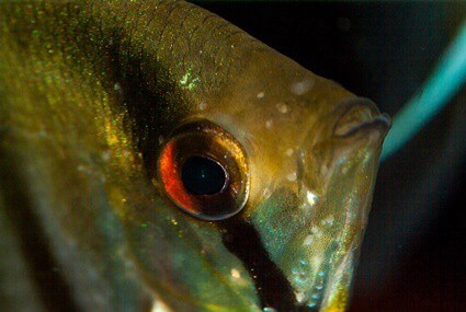 angelfish eyes turned red