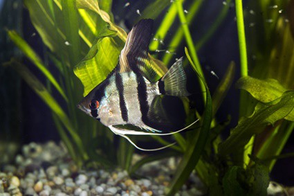 angelfish fry growth rate