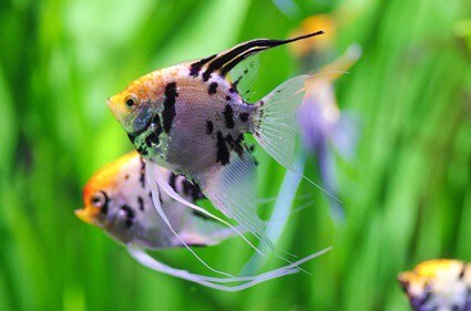 angelfish keep dying but water is fine