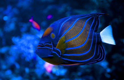 angelfish physical adaptations