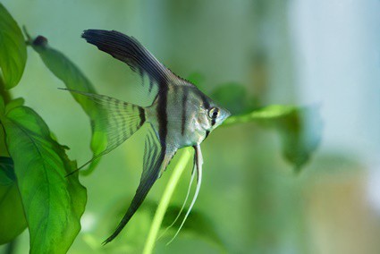 best aquarium plants for angelfish