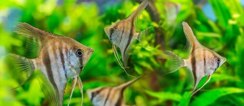 best way to breed angelfish