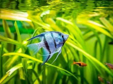 can angelfish fry survive in a community tank?