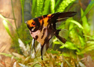 can angelfish lay eggs without a mate?