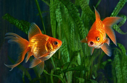 can angelfish live with goldfish?