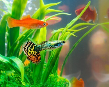 can angelfish live with guppies?