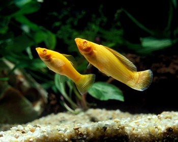 can angelfish live with mollies?