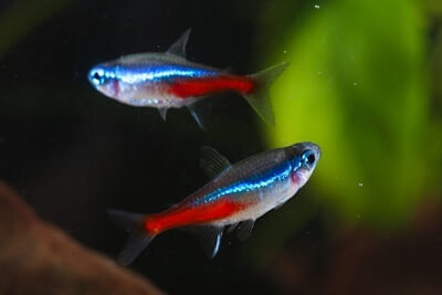 can angelfish live with neon tetras?