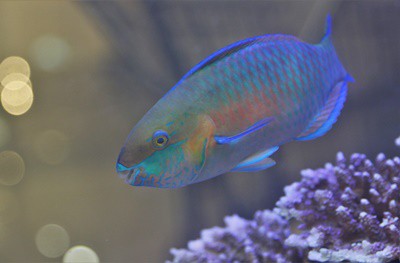 can angelfish live with parrot fish?