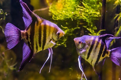 do angelfish eat other angelfish?