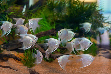 Plants That Angelfish Won't Eat (And Why) — Just Fishkeeping