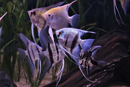 do angelfish like company?