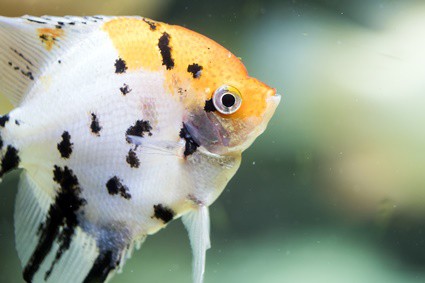 do angelfish need air bubbles?