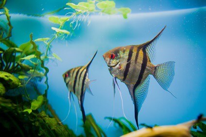do angelfish shed their skin?