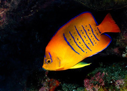 do fish suffer with swim bladder disease?
