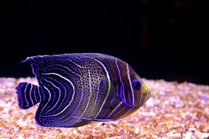 freshwater angelfish lifespan