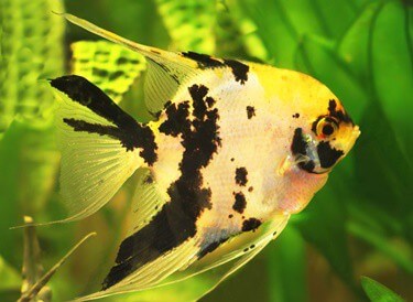 gestation period for angelfish eggs
