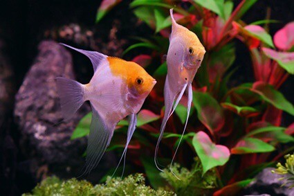 how big do angelfish have to be to breed?
