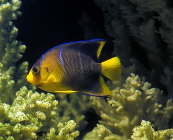 how long does it take for angelfish eggs to hatch?