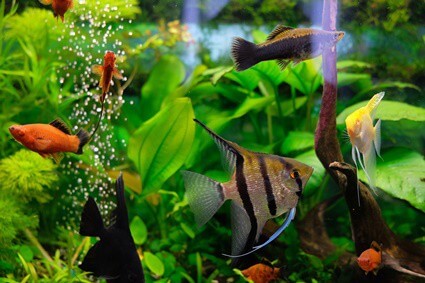 how many angelfish per gallon in an aquarium?