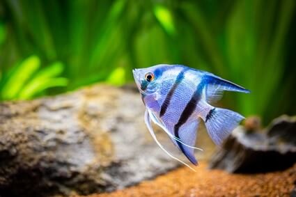 how to determine the age of angelfish