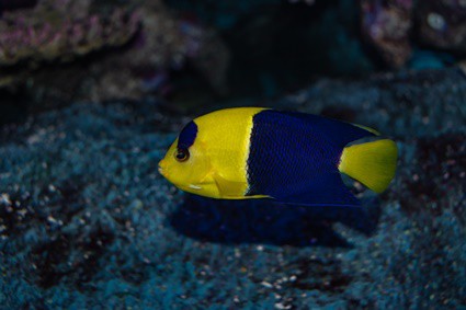 how to make angelfish grow faster