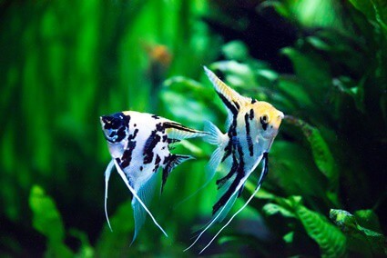 how to protect angelfish eggs