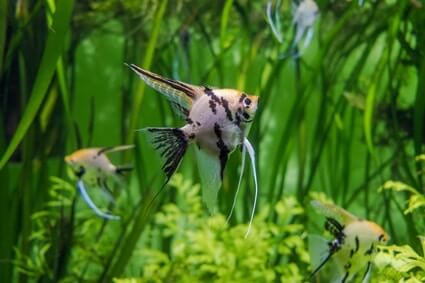 how to stop angelfish from eating plants