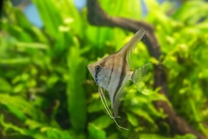 signs of ammonia in fish tank