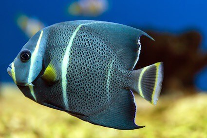 signs of stress in angelfish