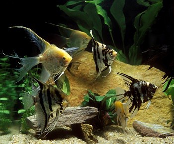 small angelfish with big angelfish