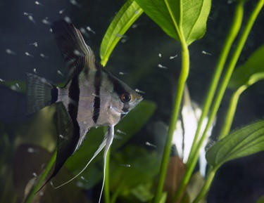 when to feed free swimming angelfish fry