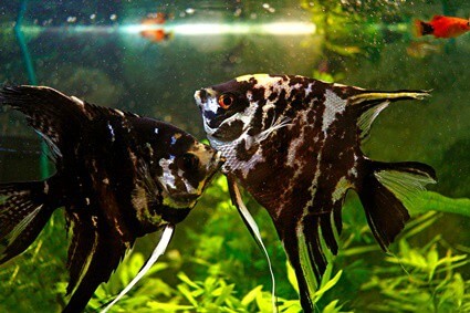 why are my angelfish kissing?