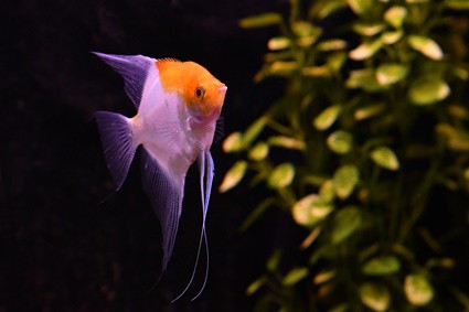 why do angelfish eggs turn white?