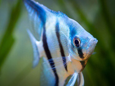 why do the stripes on angelfish fade?