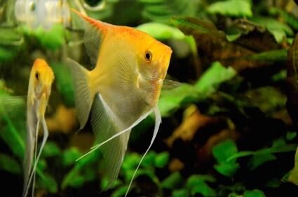 why is my angelfish being aggressive?