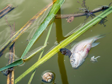 How To Dispose of Dead Fish