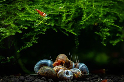 are aquarian snails harmful to fish?