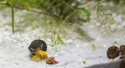 baby snails appeared in my fish tank