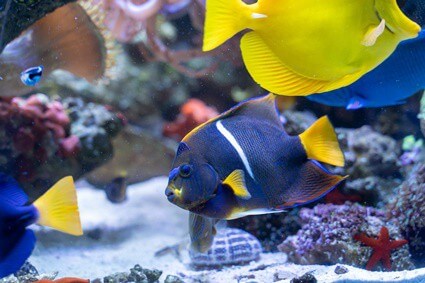 can you mix different types of angelfish?