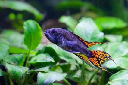 can you mix dwarf cichlids?