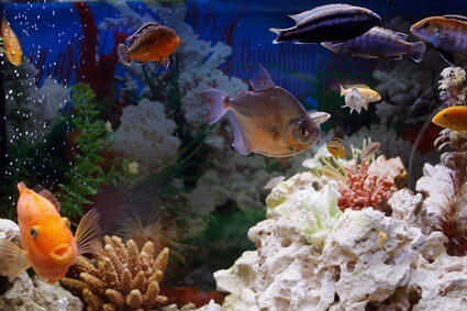carbonate hardness in fish tank