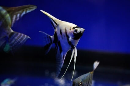 how long can angelfish survive without food?