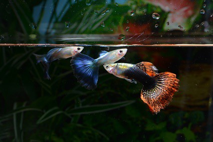 how to stop aquarium evaporation