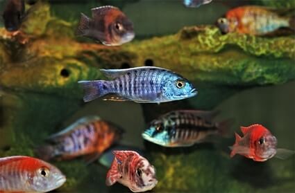 most aggressive cichlids